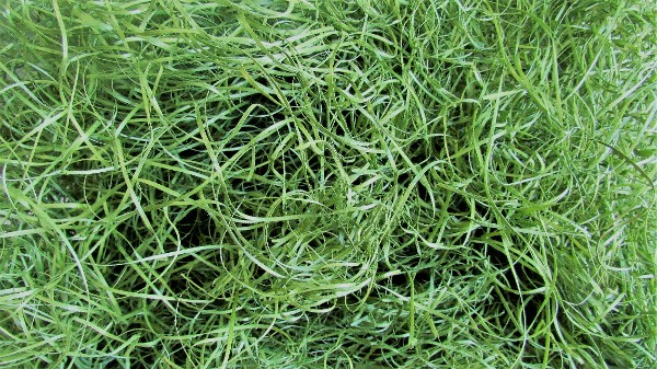 Aspen Excelsior Moss Green 1/32“ width